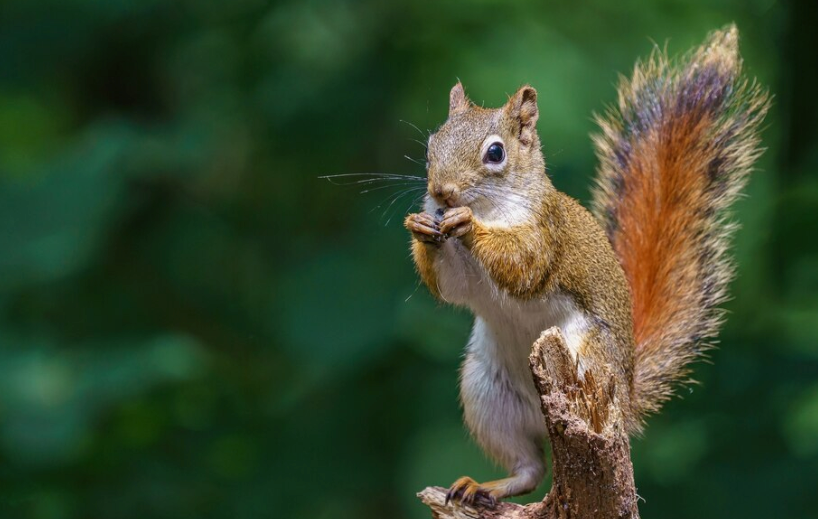 animal rescue efforts worldwide